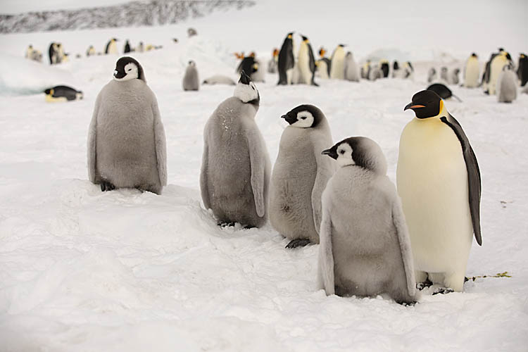 Emperor Penguin (Aptenodytes forsteri)