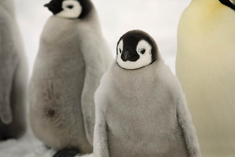 Emperor Penguin (Aptenodytes forsteri)