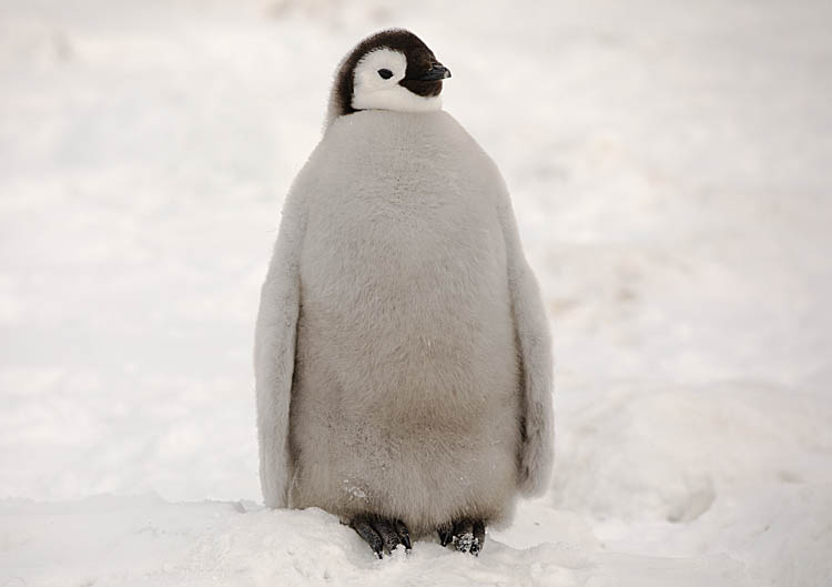 Emperor Penguin (Aptenodytes forsteri)