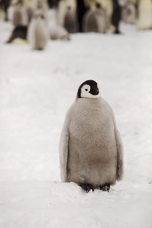 Emperor Penguin (Aptenodytes forsteri)