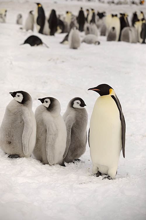 Emperor Penguin (Aptenodytes forsteri)