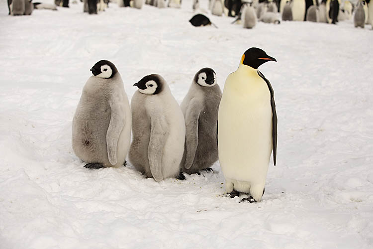 Emperor Penguin (Aptenodytes forsteri)