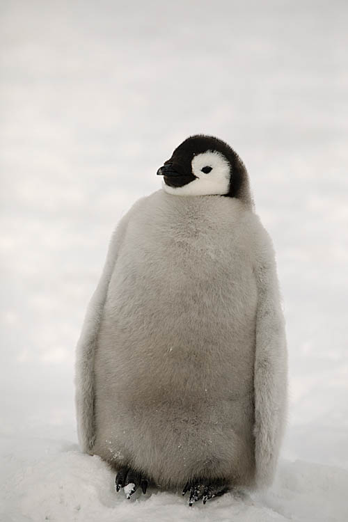 Emperor Penguin (Aptenodytes forsteri)