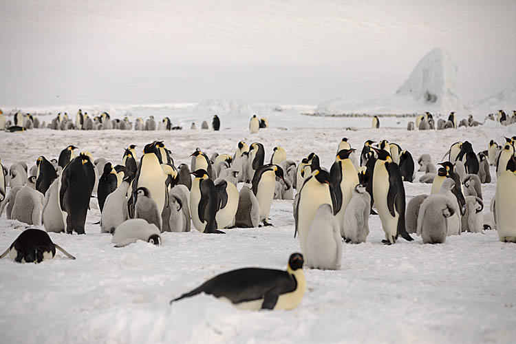 Emperor Penguin (Aptenodytes forsteri)