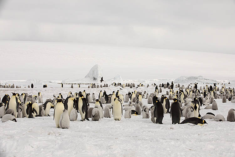 Emperor Penguin (Aptenodytes forsteri)