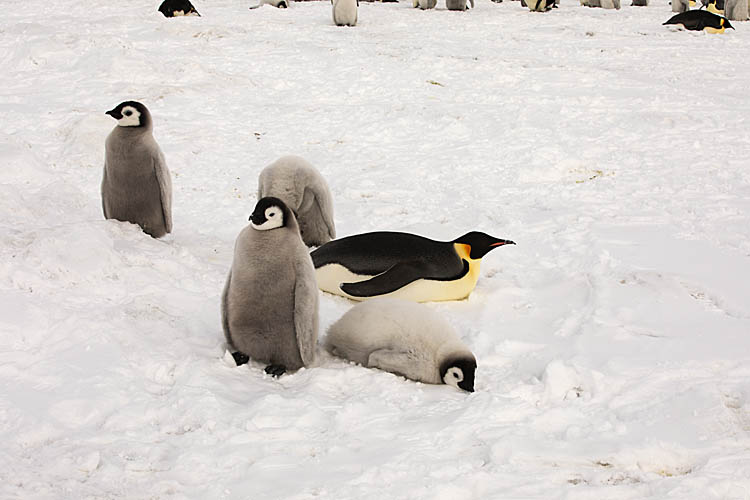 Emperor Penguin (Aptenodytes forsteri)