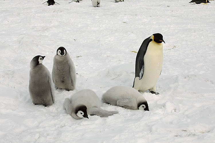 Emperor Penguin (Aptenodytes forsteri)