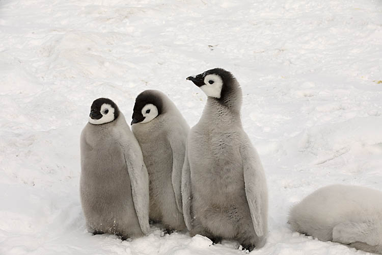 Emperor Penguin (Aptenodytes forsteri)