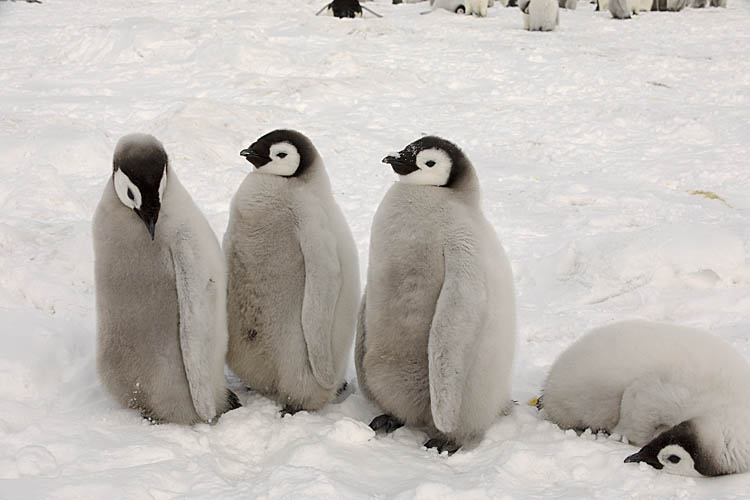 Emperor Penguin (Aptenodytes forsteri)