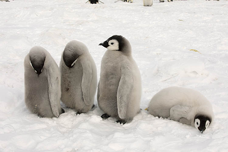 Emperor Penguin (Aptenodytes forsteri)