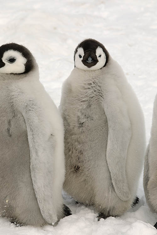 Emperor Penguin (Aptenodytes forsteri)