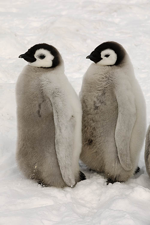 Emperor Penguin (Aptenodytes forsteri)