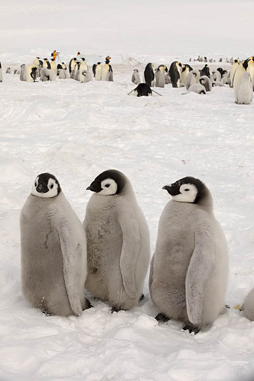 Emperor Penguin (Aptenodytes forsteri)