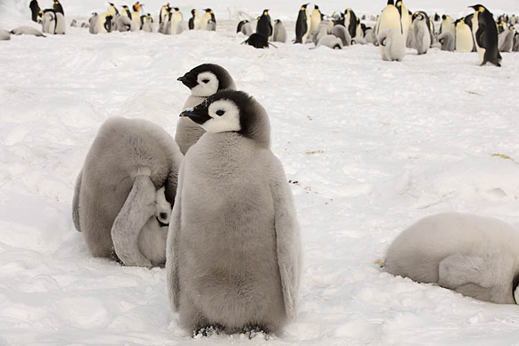 Emperor Penguin (Aptenodytes forsteri)