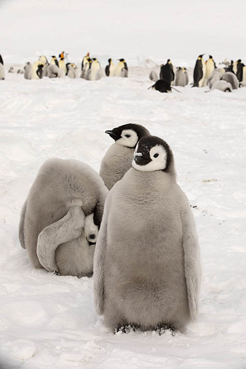 Emperor Penguin (Aptenodytes forsteri)