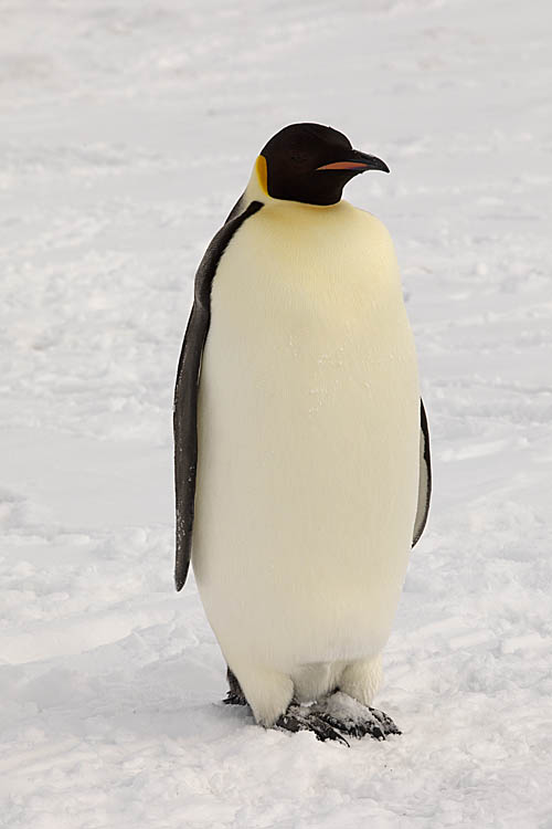 Emperor Penguin (Aptenodytes forsteri)