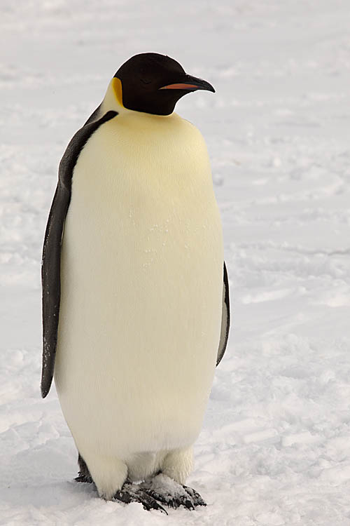 Emperor Penguin (Aptenodytes forsteri)