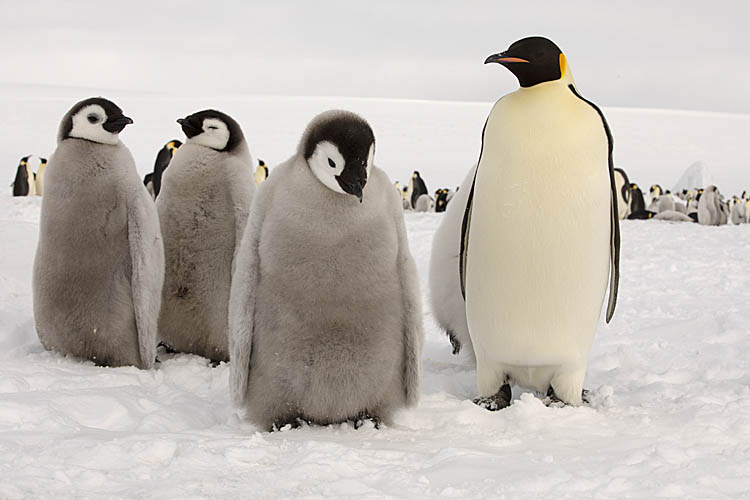 Emperor Penguin (Aptenodytes forsteri)