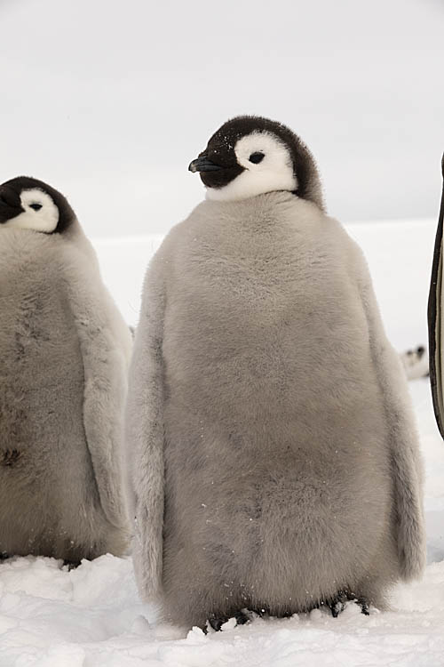 Emperor Penguin (Aptenodytes forsteri)