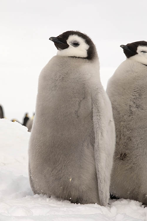 Emperor Penguin (Aptenodytes forsteri)