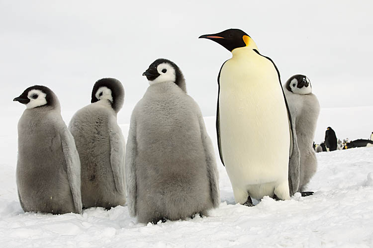 Emperor Penguin (Aptenodytes forsteri)