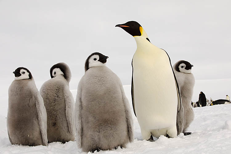 Emperor Penguin (Aptenodytes forsteri)