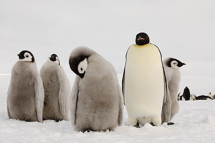 Emperor Penguin (Aptenodytes forsteri)