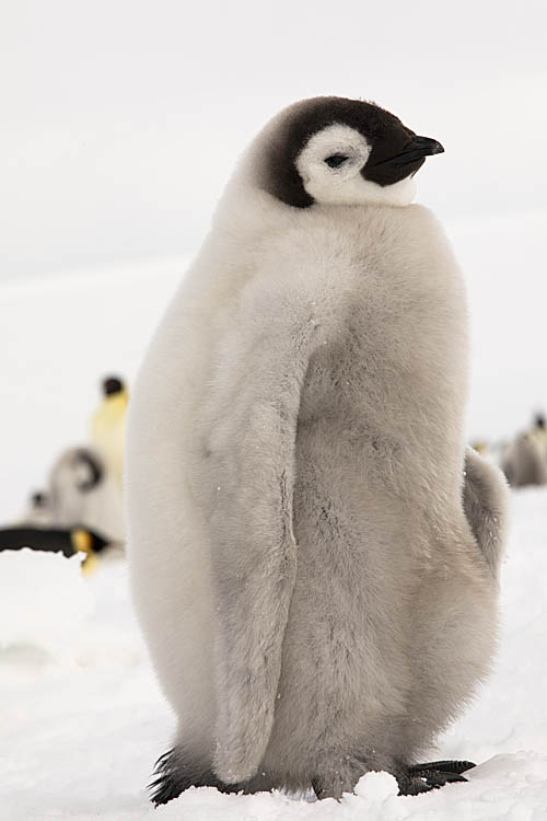 Emperor Penguin (Aptenodytes forsteri)