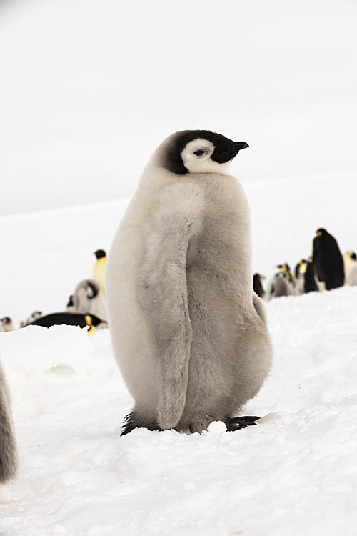 Emperor Penguin (Aptenodytes forsteri)