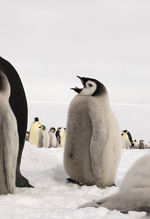 Emperor Penguin (Aptenodytes forsteri)