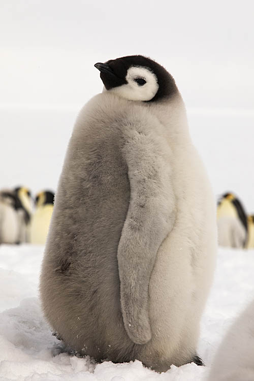 Emperor Penguin (Aptenodytes forsteri)