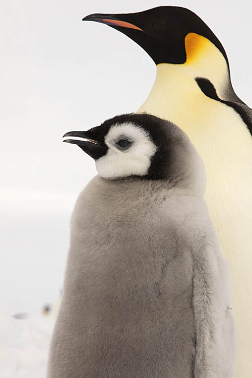 Emperor Penguin (Aptenodytes forsteri)