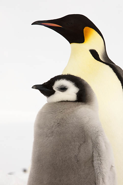 Emperor Penguin (Aptenodytes forsteri)