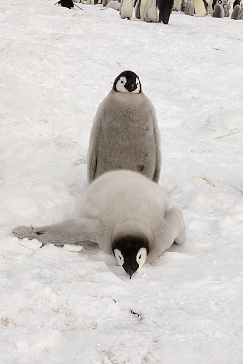 Emperor Penguin (Aptenodytes forsteri)