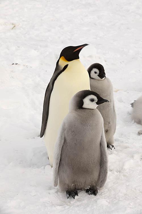 Emperor Penguin (Aptenodytes forsteri)