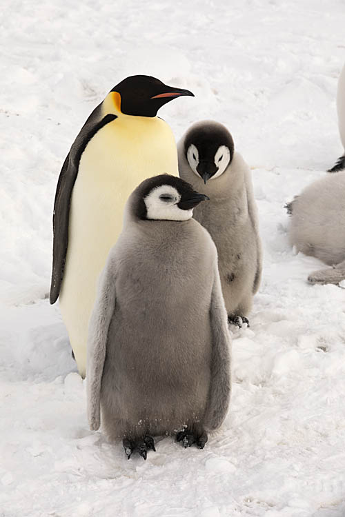 Emperor Penguin (Aptenodytes forsteri)