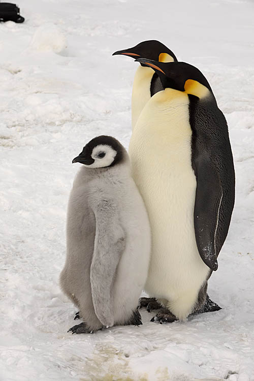 Emperor Penguin (Aptenodytes forsteri)