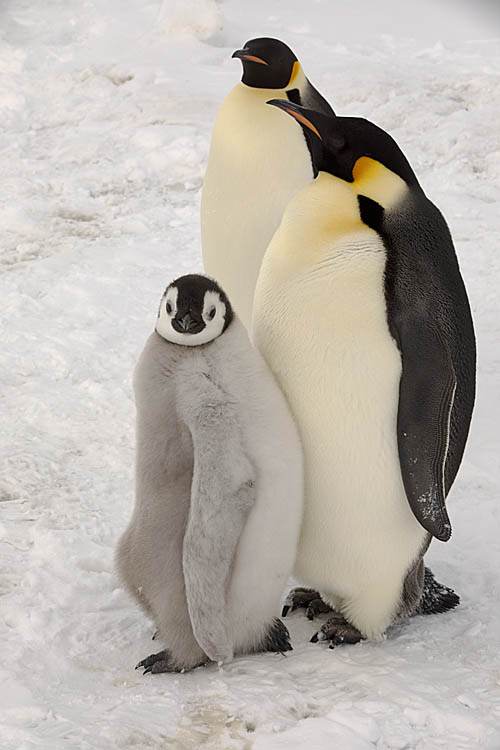 Emperor Penguin (Aptenodytes forsteri)