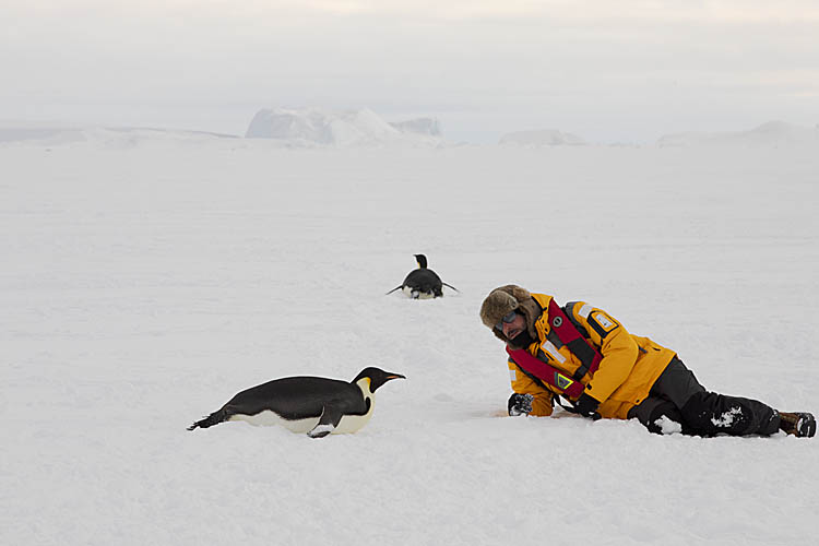 Emperor Penguin (Aptenodytes forsteri)