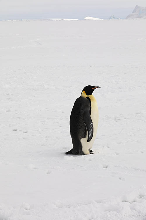 Emperor Penguin (Aptenodytes forsteri)