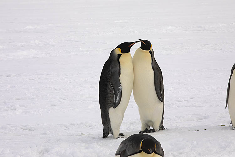 Emperor Penguin (Aptenodytes forsteri)