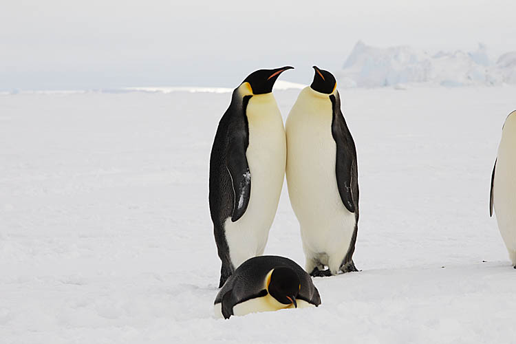 Emperor Penguin (Aptenodytes forsteri)