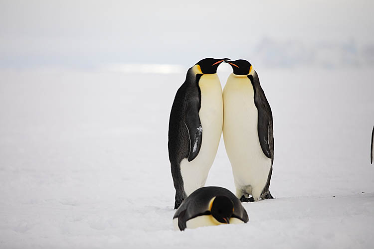 Emperor Penguin (Aptenodytes forsteri)