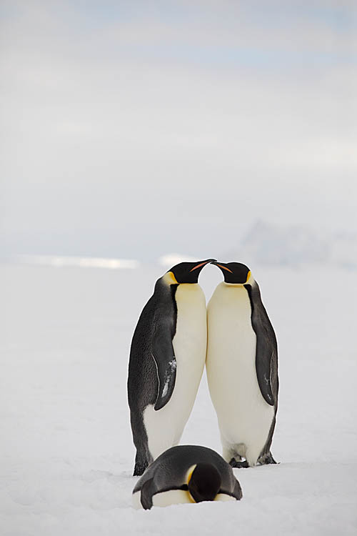 Emperor Penguin (Aptenodytes forsteri)