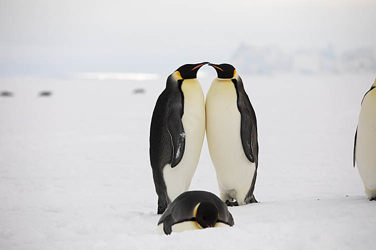 Emperor Penguin (Aptenodytes forsteri)