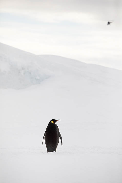 Emperor Penguin (Aptenodytes forsteri)