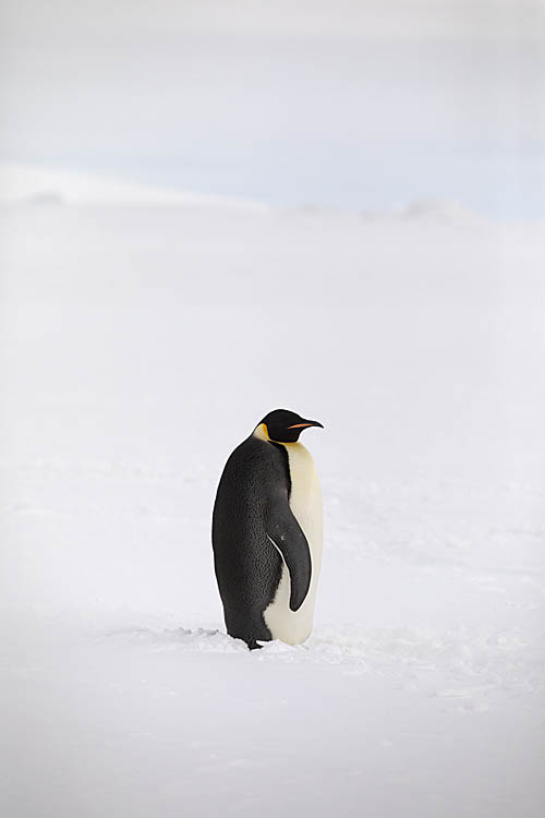 Emperor Penguin (Aptenodytes forsteri)