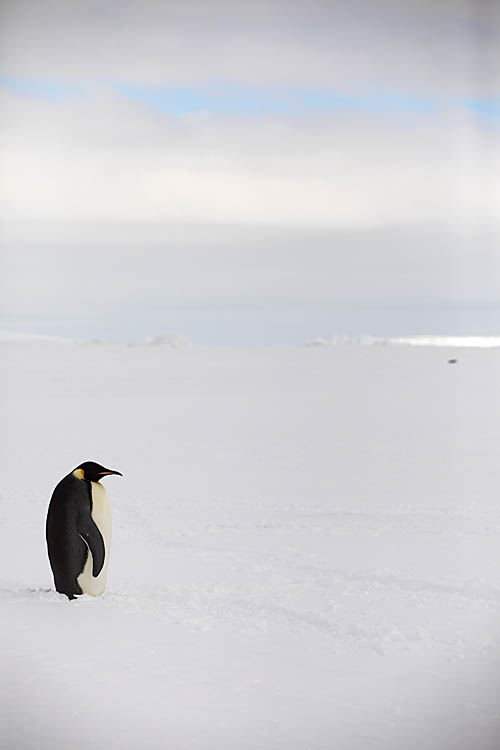 Emperor Penguin (Aptenodytes forsteri)