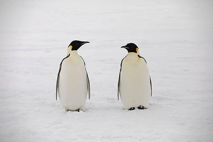 Emperor Penguin (Aptenodytes forsteri)