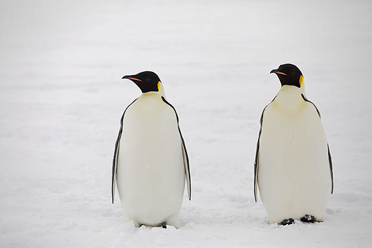 Emperor Penguin (Aptenodytes forsteri)